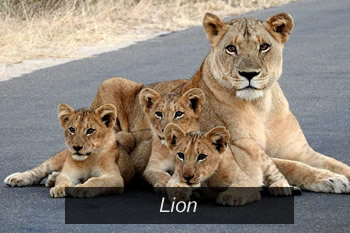 Kruger National Park Lion