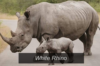 Kruger National Park  Rhino
